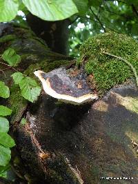 Fomes fomentarius image