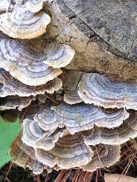 Trametes versicolor image