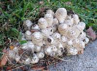 Coprinus comatus image