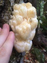 Hericium americanum image