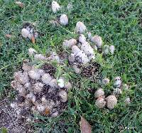 Coprinus comatus image