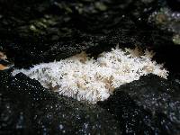 Hericium coralloides image