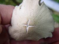 Psathyrella candolleana image