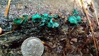 Chlorociboria aeruginascens image