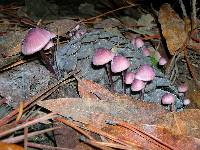 Mycena purpureofusca image