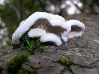 Schizophyllum commune image