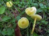 Hygrocybe chlorophana image