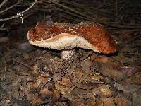 Leccinum manzanitae image