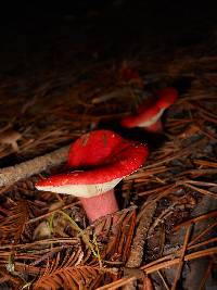 Russula sanguinaria image