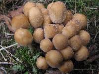 Coprinellus micaceus image