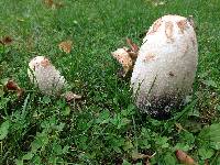 Coprinus comatus image