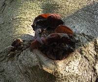 Auricularia auricula-judae image