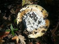 Amanita calyptroderma image