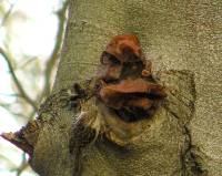 Auricularia auricula-judae image