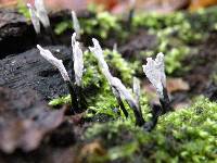 Xylaria hypoxylon image