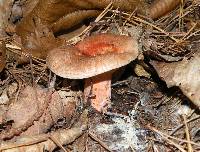 Lactarius deliciosus image