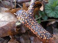 Nectria cinnabarina image