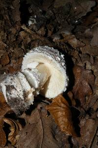 Amanita pantherina image