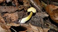 Image of Tricholoma sulphureum