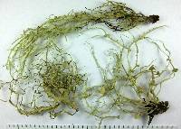 Ramalina leptocarpha image