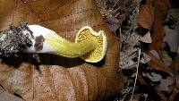 Tricholoma sulphureum image