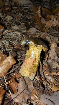 Boletus erythropus image