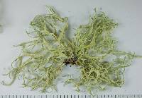 Evernia prunastri image