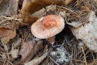 Lactarius deliciosus image