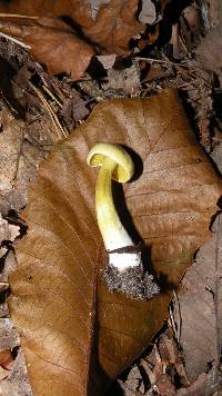 Tricholoma sulphureum image