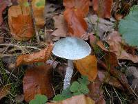 Stropharia caerulea image