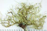 Usnea intermedia image