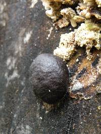 Daldinia concentrica image