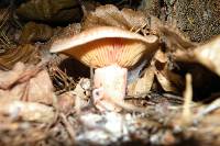 Lactarius deliciosus image