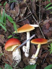 Amanita caesarea image