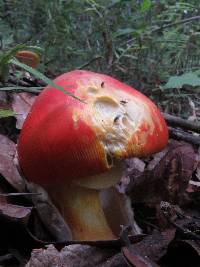 Amanita caesarea image