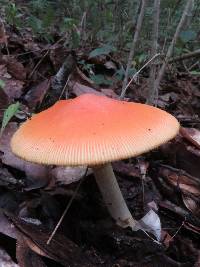 Amanita caesarea image