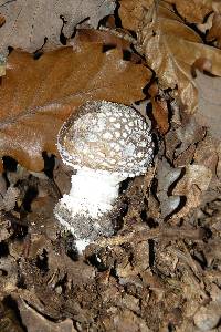 Amanita pantherina image