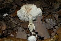 Amanita pantherina image