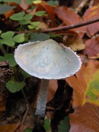 Stropharia caerulea image