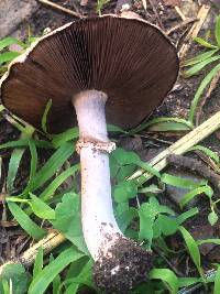 Agaricus californicus image