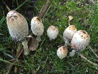 Coprinus comatus image