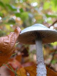 Stropharia caerulea image