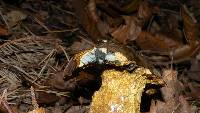 Boletus erythropus image