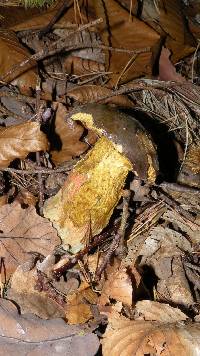 Boletus erythropus image