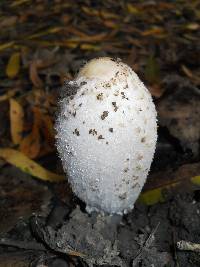 Coprinus comatus image