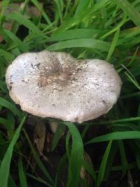 Agaricus californicus image