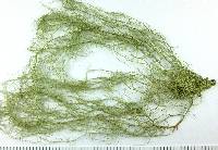 Usnea ceratina image