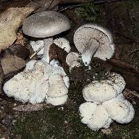 Entoloma abortivum image