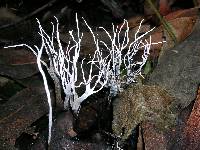 Xylaria hypoxylon image