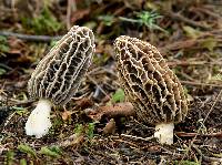 Morchella rufobrunnea image